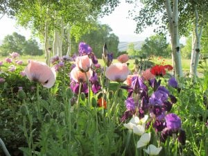Painting the essence of flowers, a mixed media workshop with Kellie Day