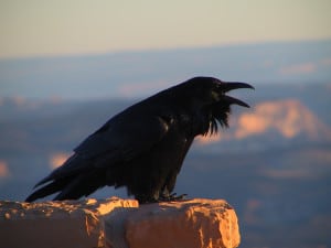 One of my favorite sounds is a raven in the desert